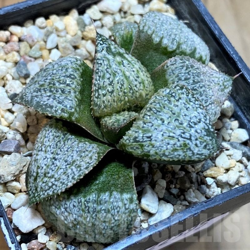 SH22595 Haworthia splendens 'Silver Splendour' GM 452