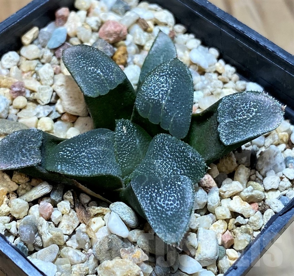 SH22596 Haworthia bayeri - Image 2