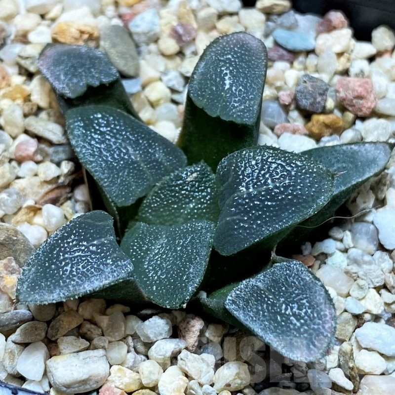 SH22596 Haworthia bayeri