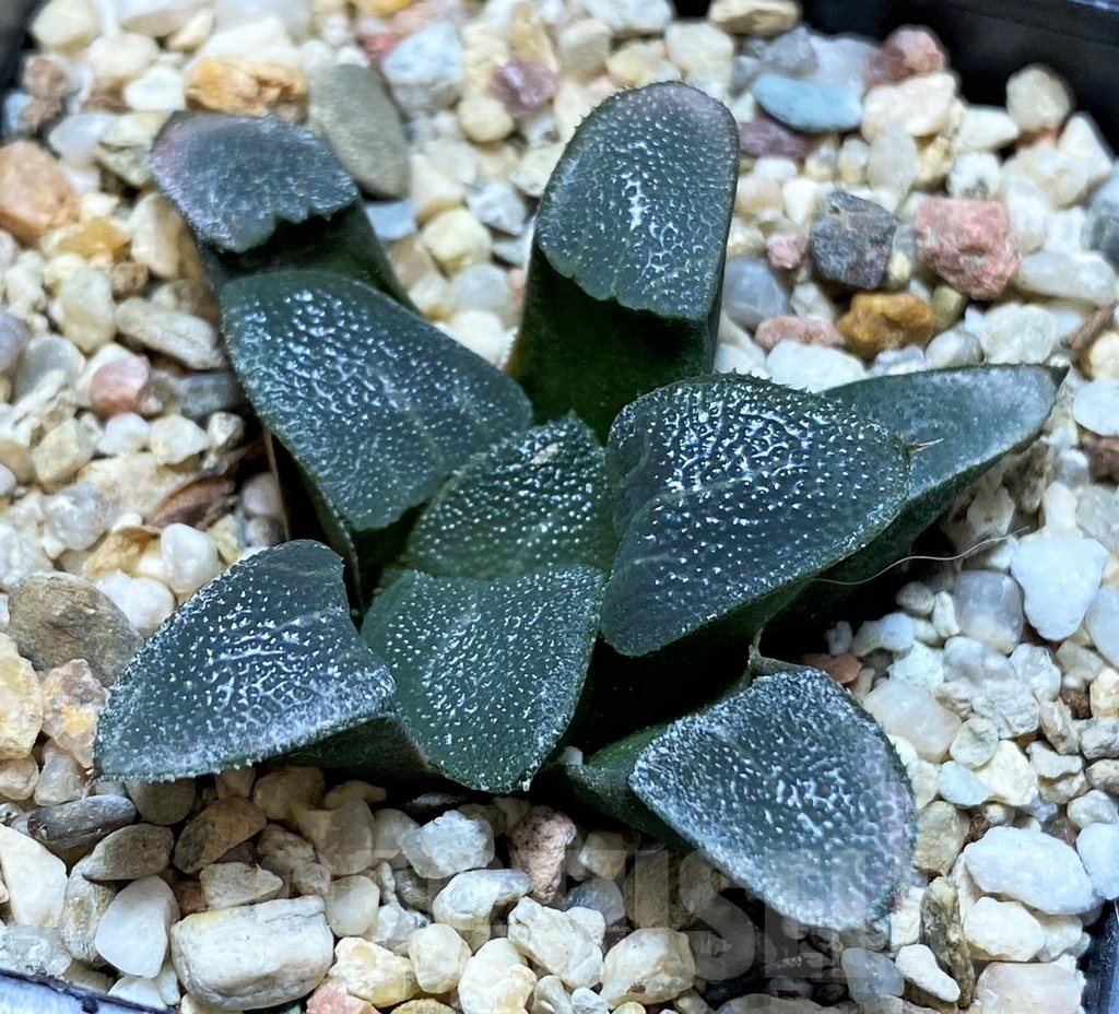 SH22596 Haworthia bayeri