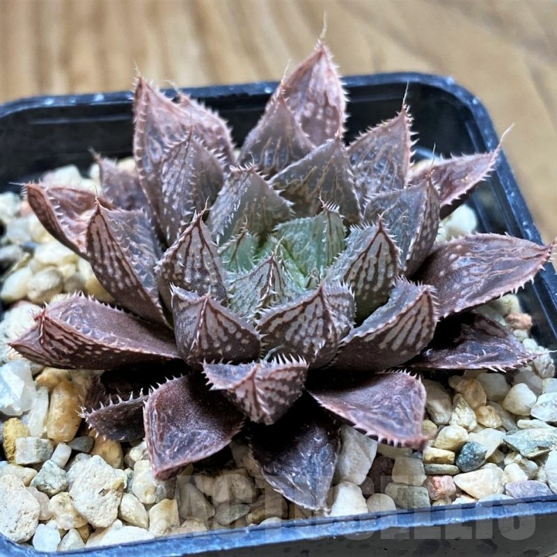 SH22597 Haworthia 'Mirror Ball'