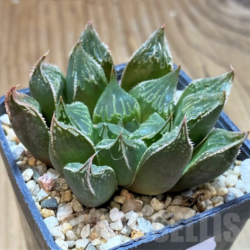 SH22598 Haworthia mirabilis hybrid