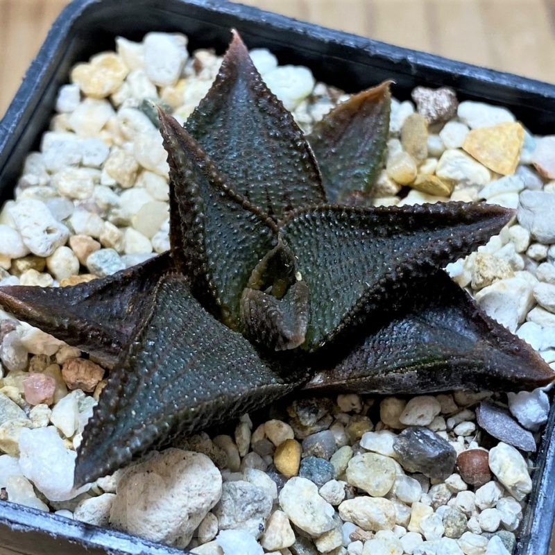 SH22599 Haworthia koelmaniorum hybrid