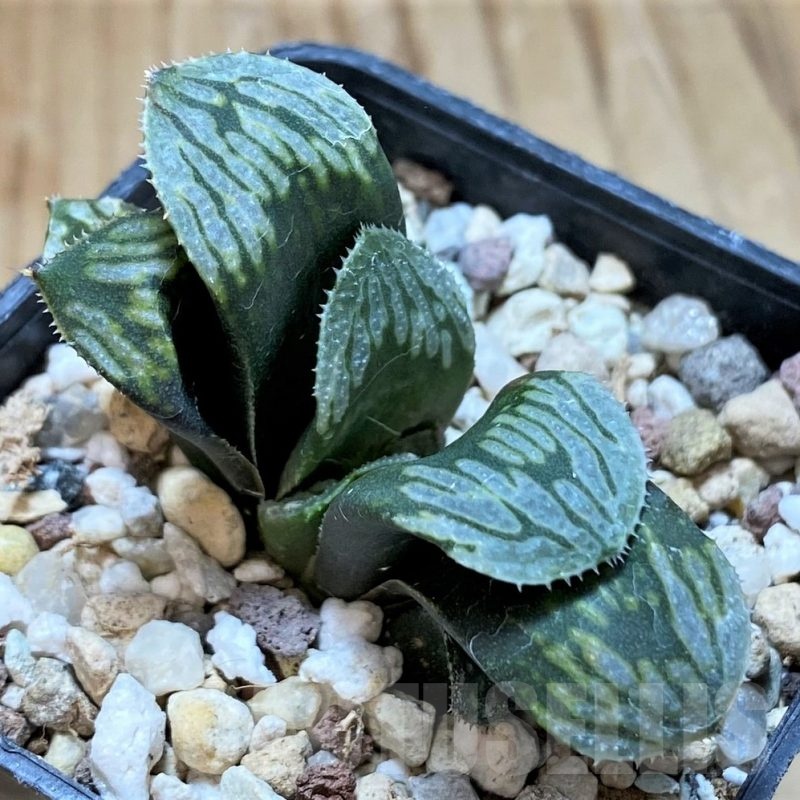 SH22600 Haworthia mutica hybrid