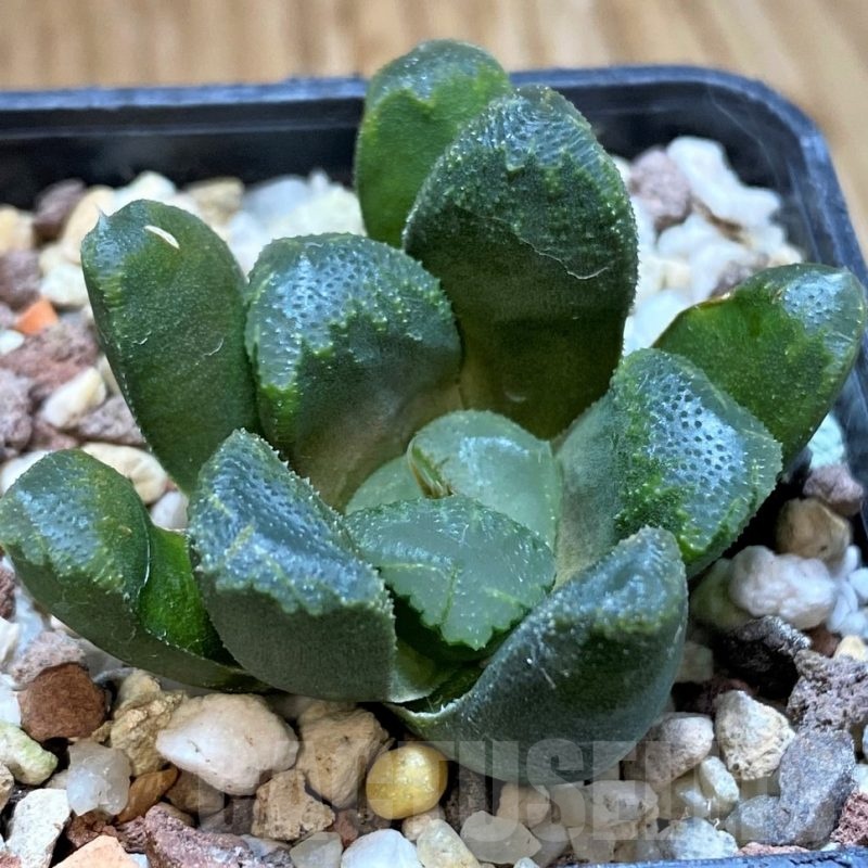 SH22601 Haworthia maughanii x cooperi