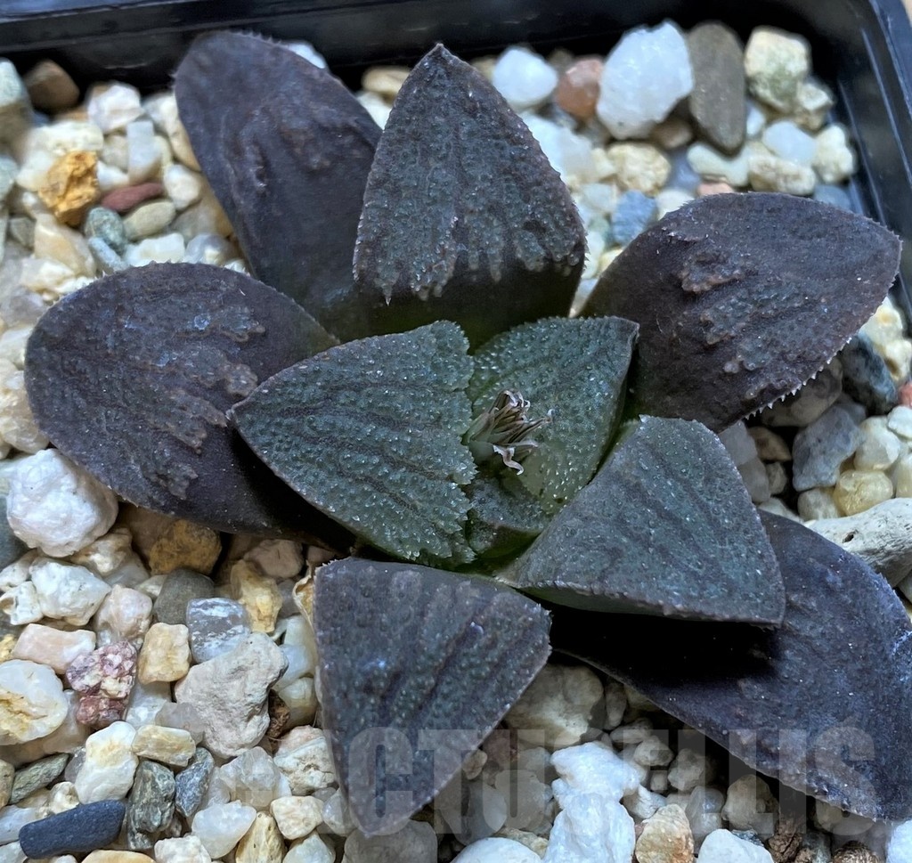SH22560 Haworthia pygmaea - Image 2
