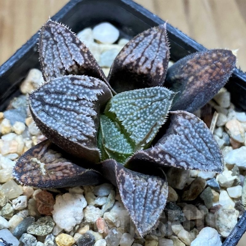 SH22602 Haworthia splendens 'Hakuja'