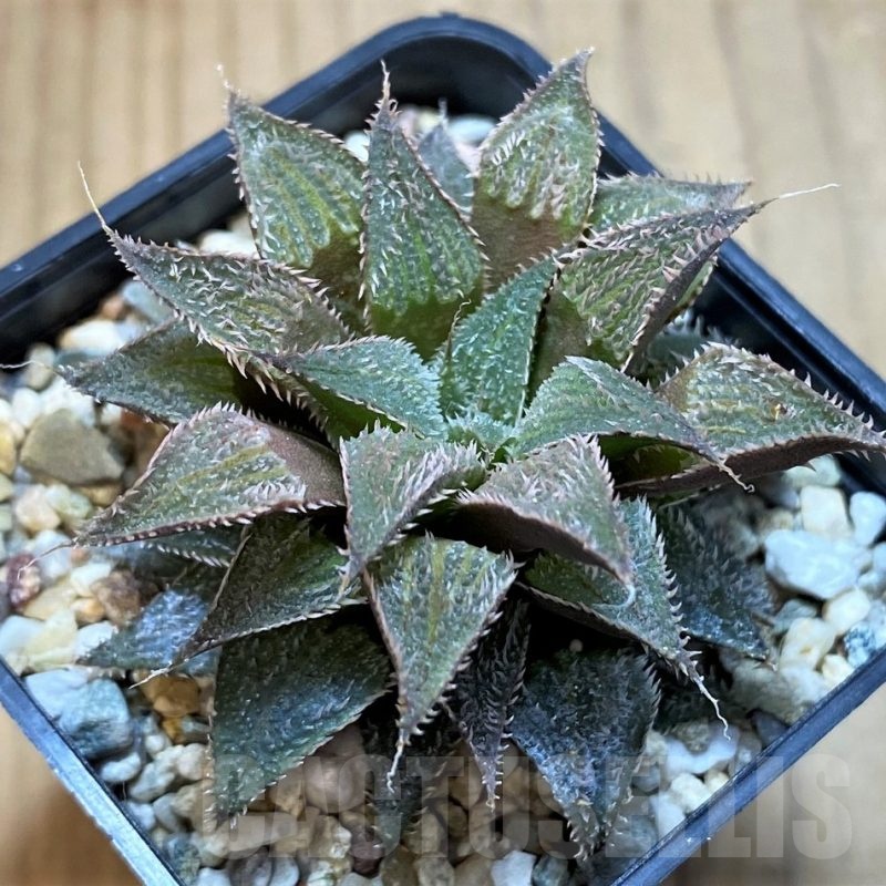 SH22603 Haworthia wimii hybrid -Japan-