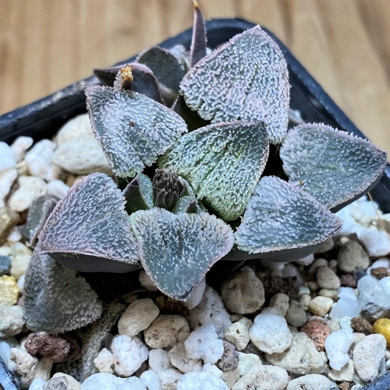 SH22604 Haworthia pygmaea 'Ice Queen'