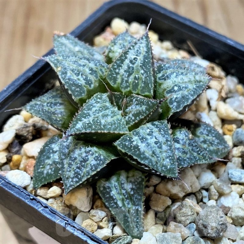 SH22605 Haworthia 'Yuki Keshiki'