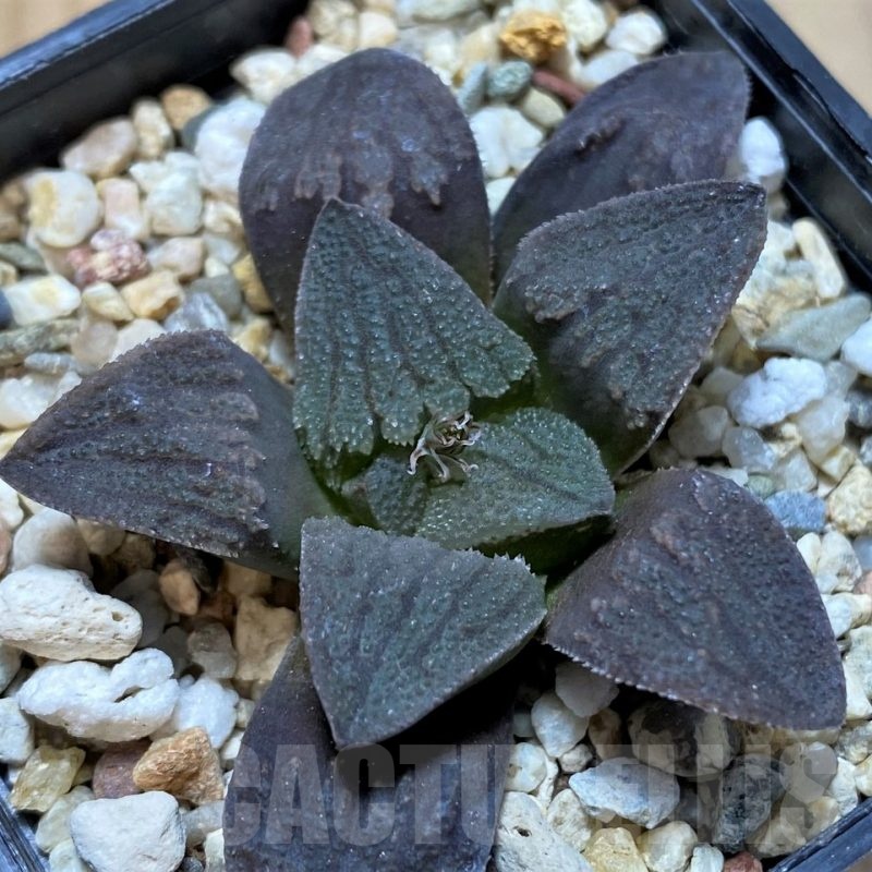SH22560 Haworthia pygmaea