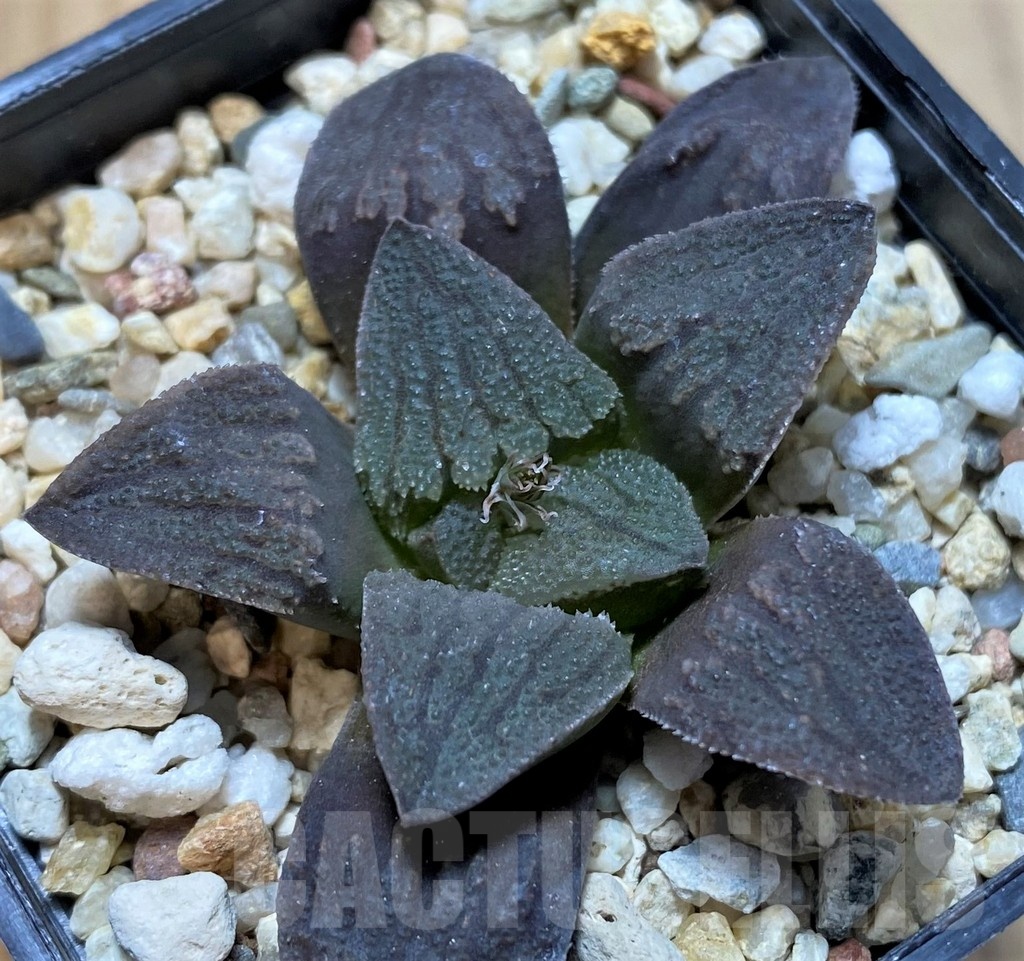 SH22560 Haworthia pygmaea
