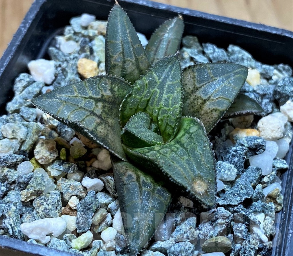 SH22607 Haworthia 'Makumaryu' HCOX-25 - Image 2