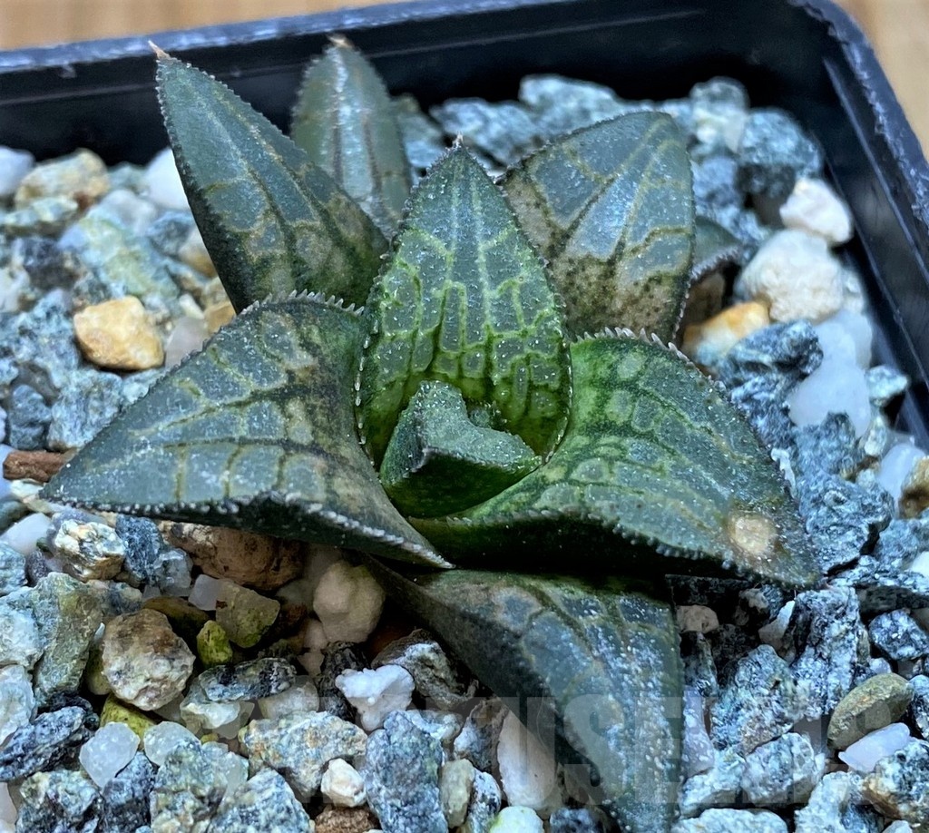SH22607 Haworthia 'Makumaryu' HCOX-25