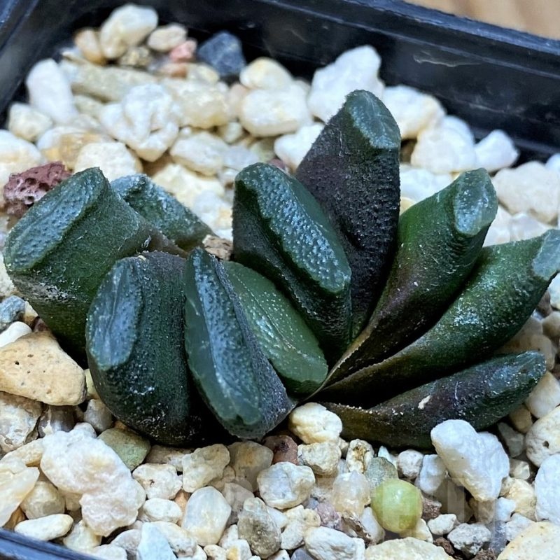 SH22608 Haworthia truncata 'Spiralis'