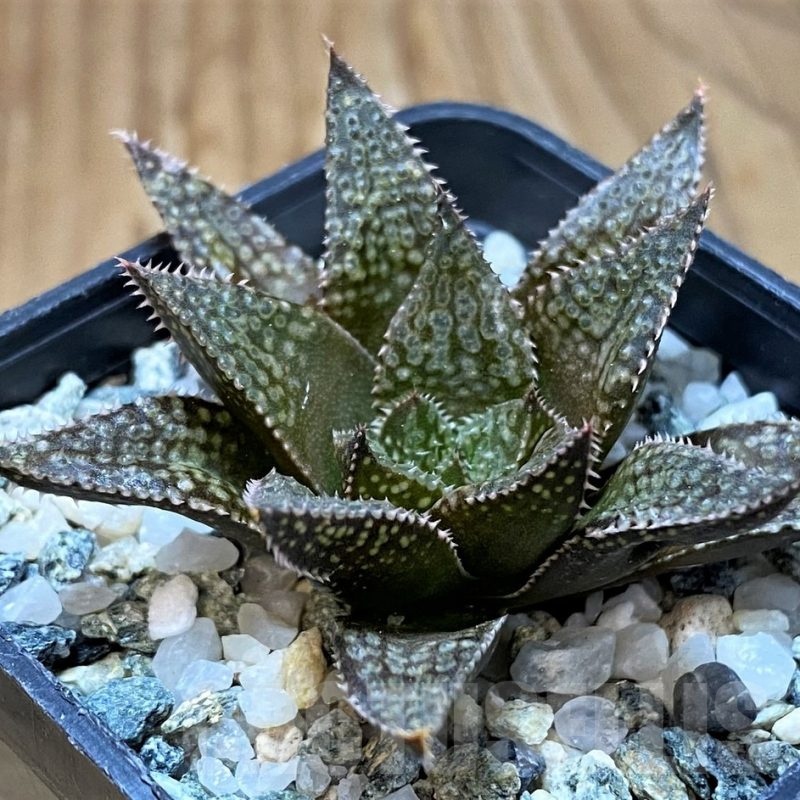 SH22609 Haworthia reticulata hybrid