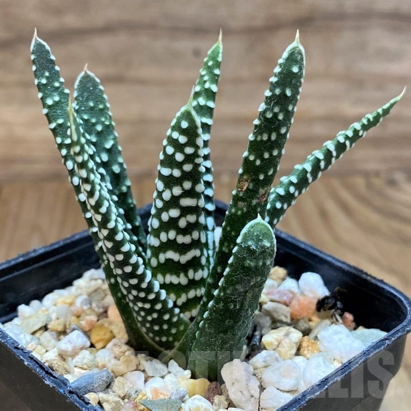 SH22612 Haworthia minima
