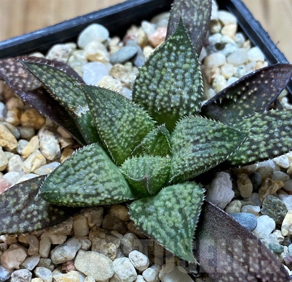 SH22561 Haworthia splendens hybrid - Image 2