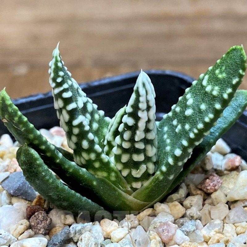 SH22614 Haworthia pumila 'Donut', seedling