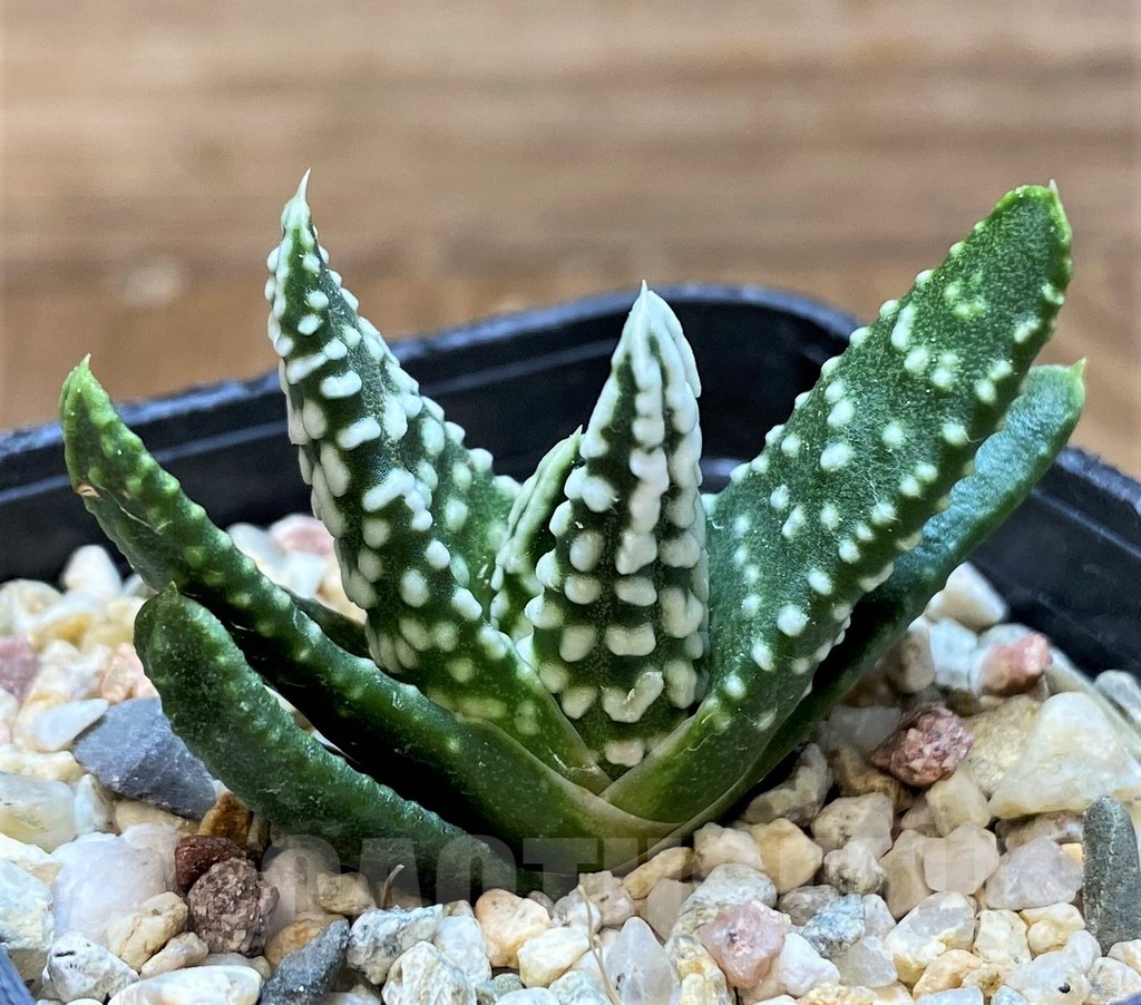 SH22614 Haworthia pumila 'Donut', seedling