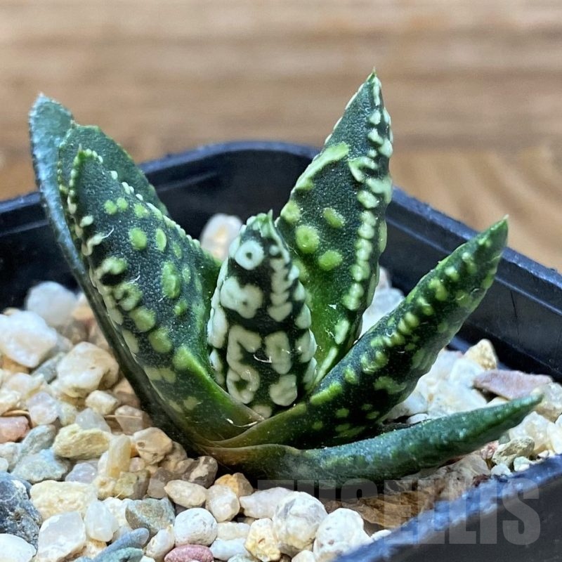 SH22615 Haworthia pumila 'Donut', seedling