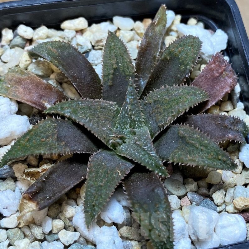 SH22616 Haworthia parksiana x 'Metallica'