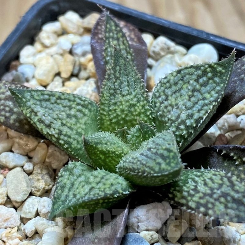 SH22561 Haworthia splendens hybrid