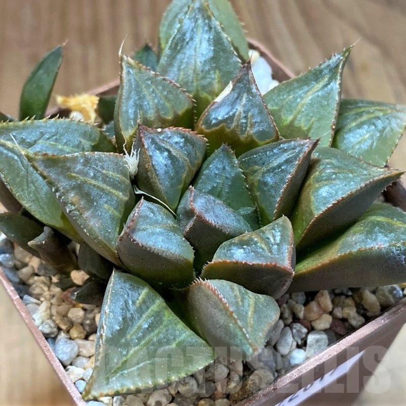 SH22617 Haworthia mirabilis 'Mundula'