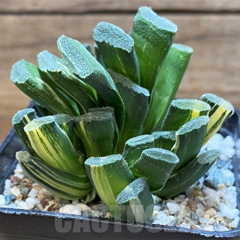 SH22618 Haworthia truncata f. variegata