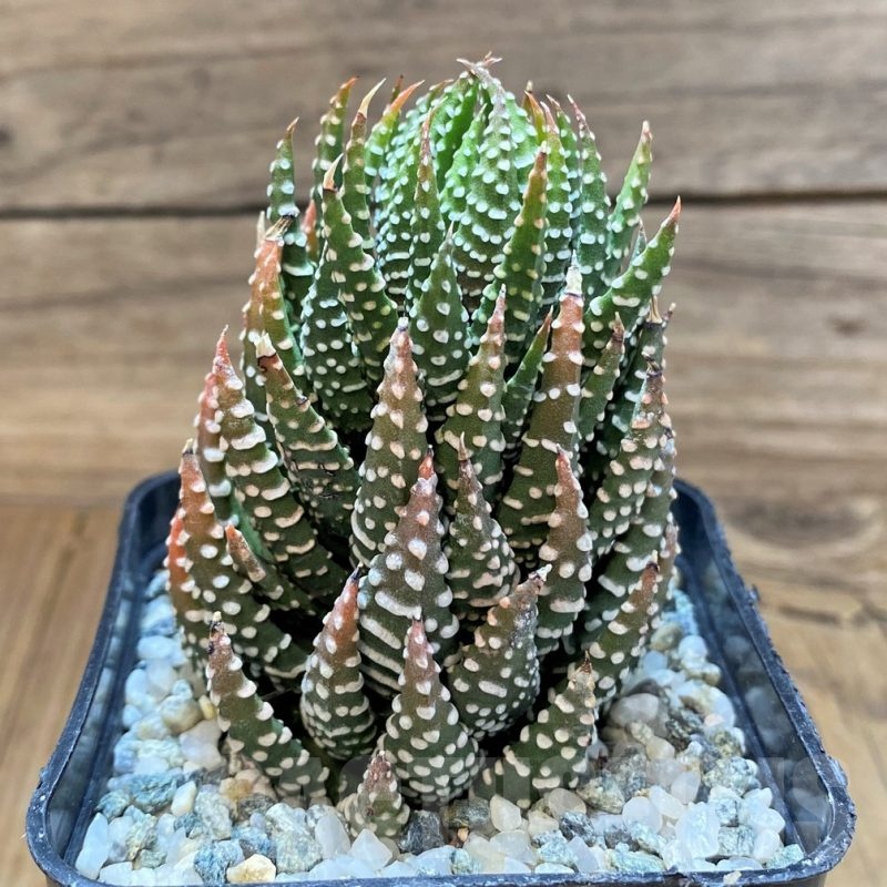 SH22619 Haworthia reinwardtii