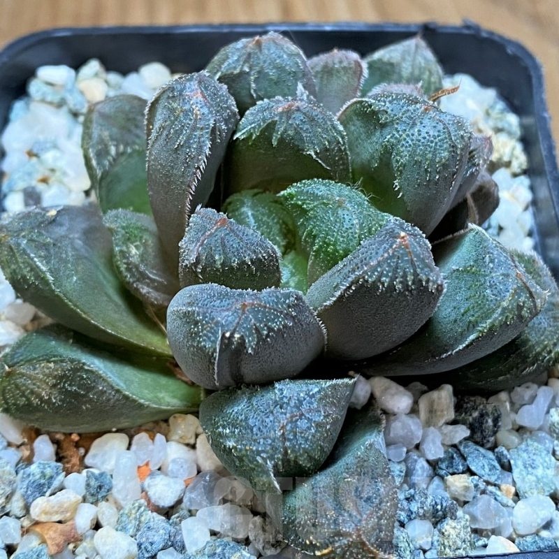 SH22620 Haworthia cooperi x maughanii