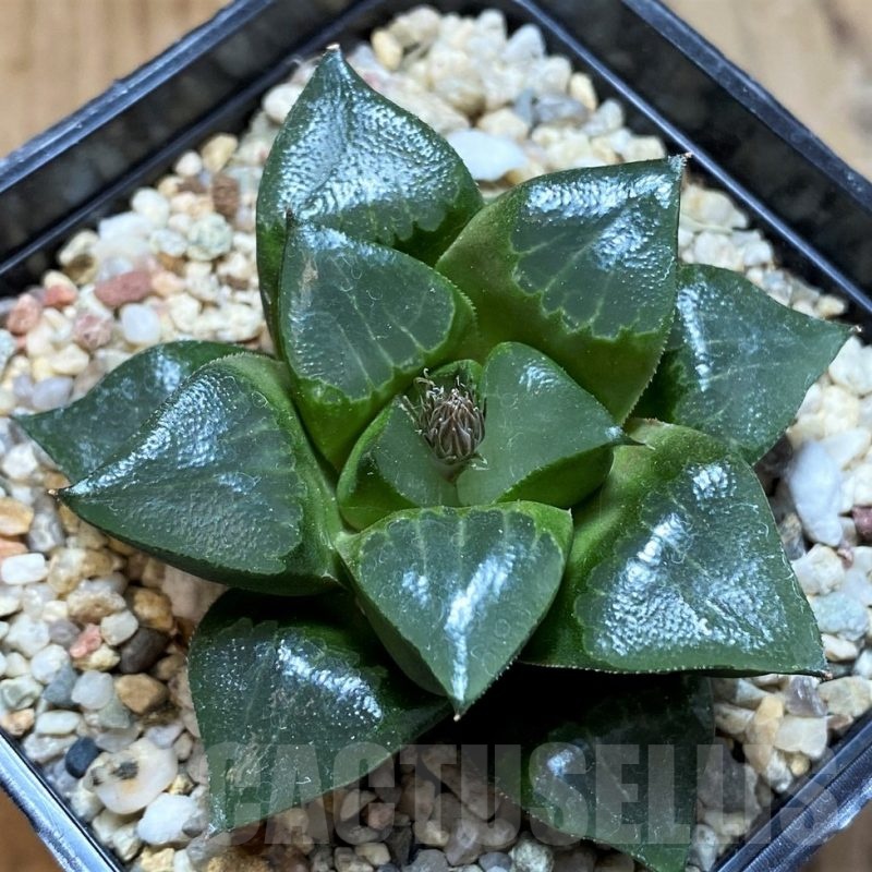 SH22621 Haworthia retusa x bayeri