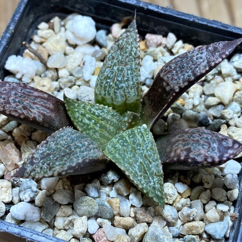SH22556 Haworthia splendens hybrid