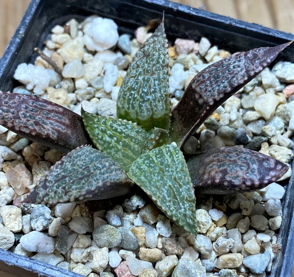 SH22556 Haworthia splendens hybrid