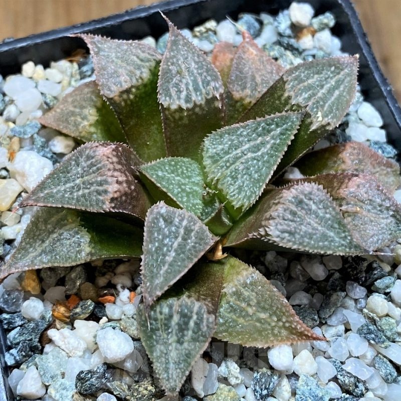 SH22623 Haworthia 'Pink Lady' hybrid