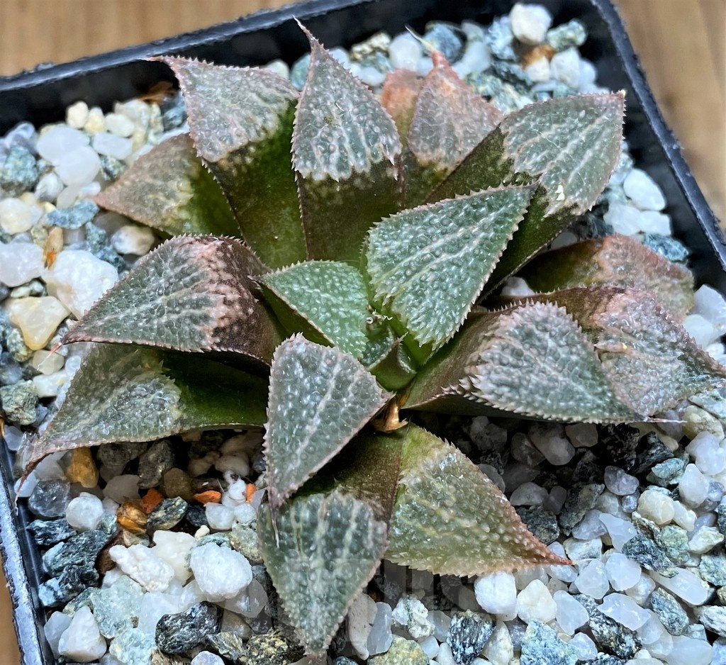 SH22623 Haworthia 'Pink Lady' hybrid