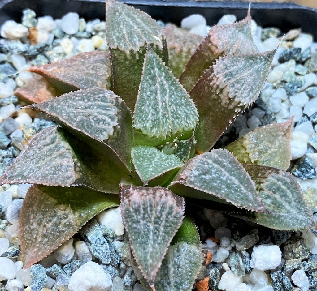 SH22623 Haworthia 'Pink Lady' hybrid - Image 2