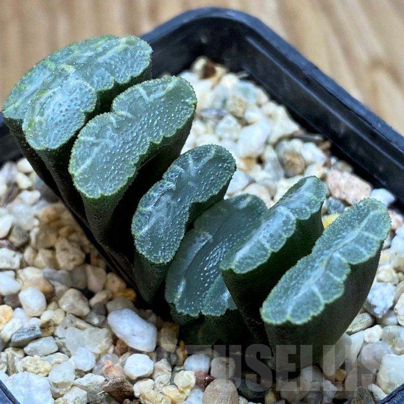 SH22562 Haworthia truncata
