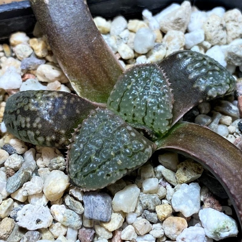 SH22563 Haworthia picta -Japan- x springbokvlakensis