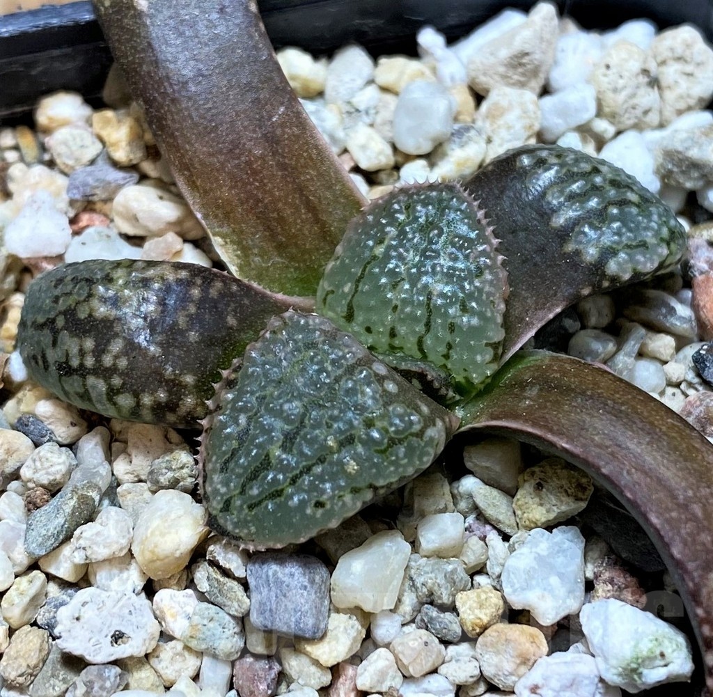 SH22563 Haworthia picta -Japan- x springbokvlakensis