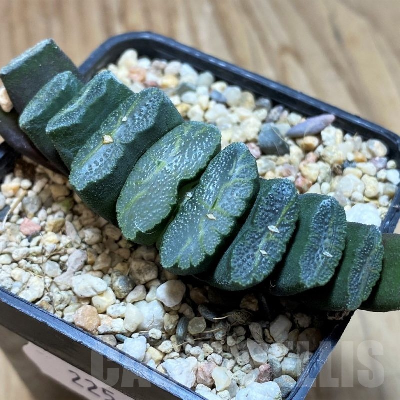 SH22564 Haworthia truncata