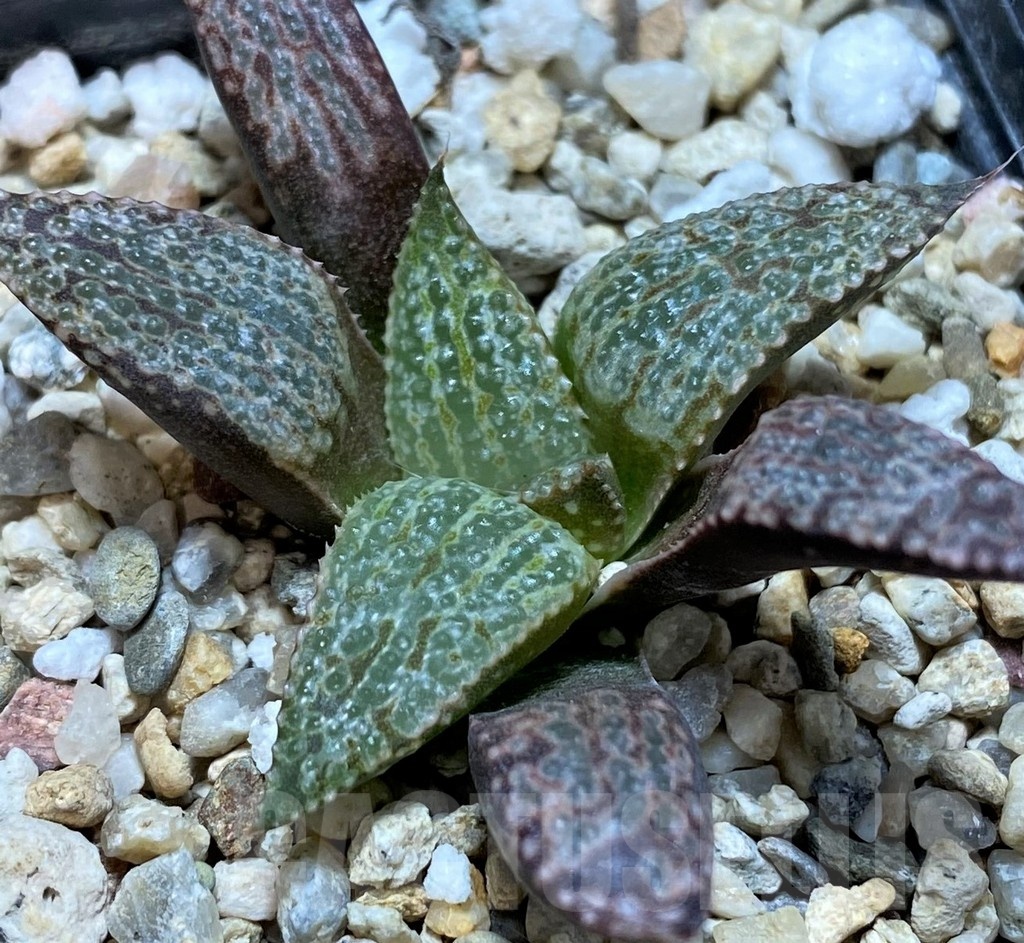 SH22556 Haworthia splendens hybrid - Image 2