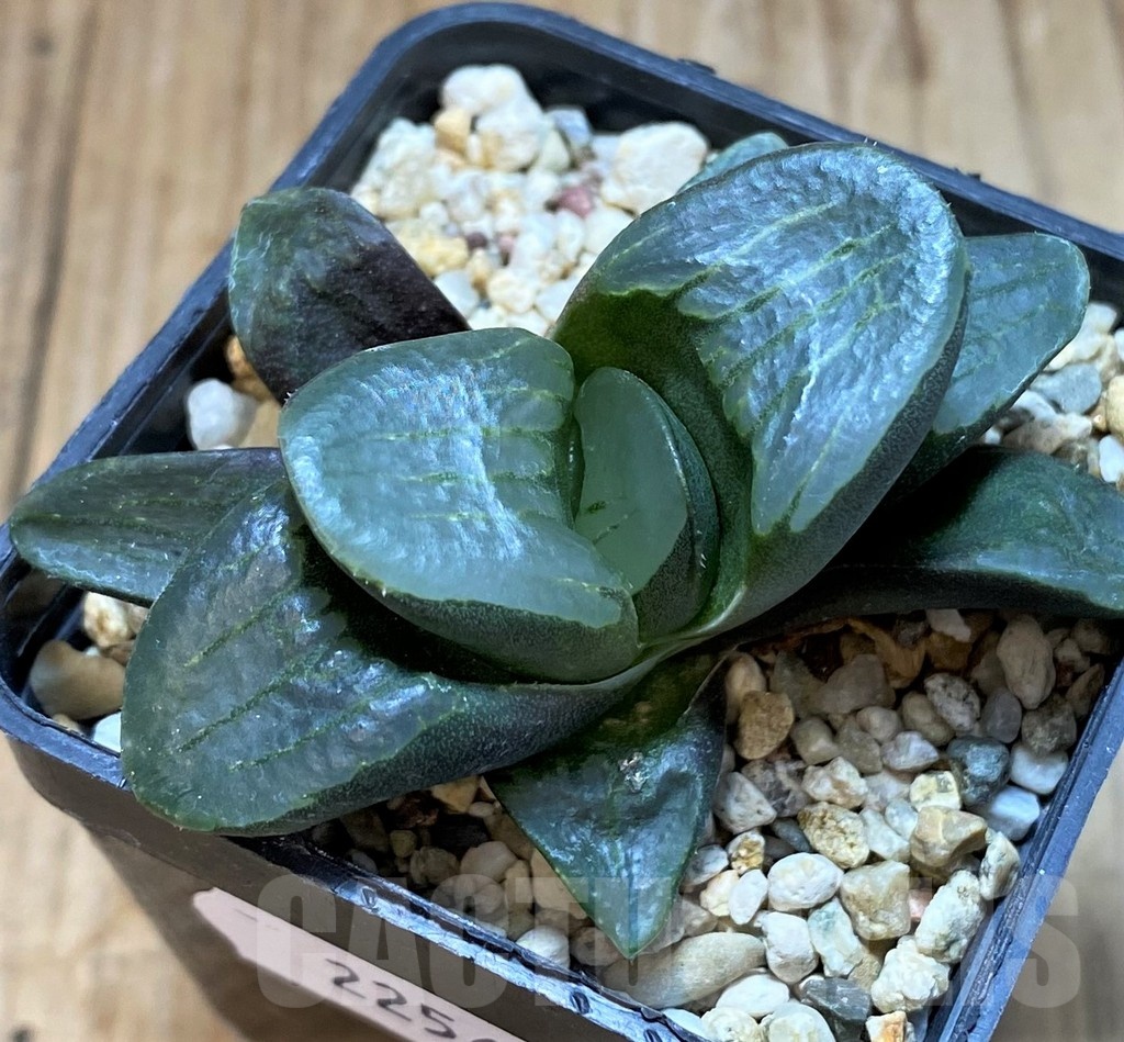 SH22565 Haworthia mutica hybrid - Image 3