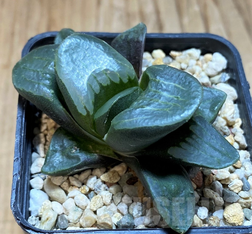 SH22565 Haworthia mutica hybrid - Image 2