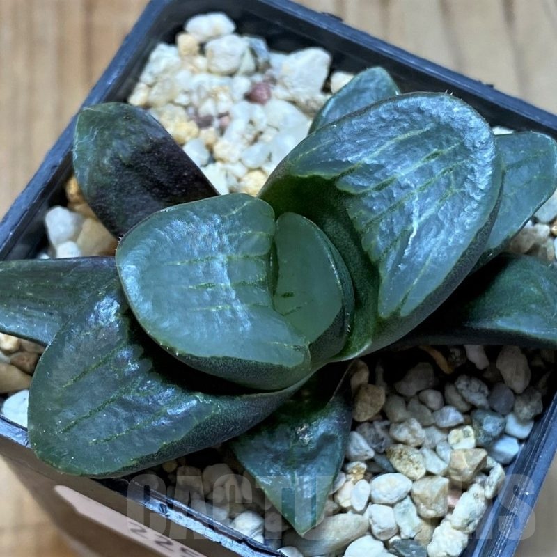 SH22565 Haworthia mutica hybrid