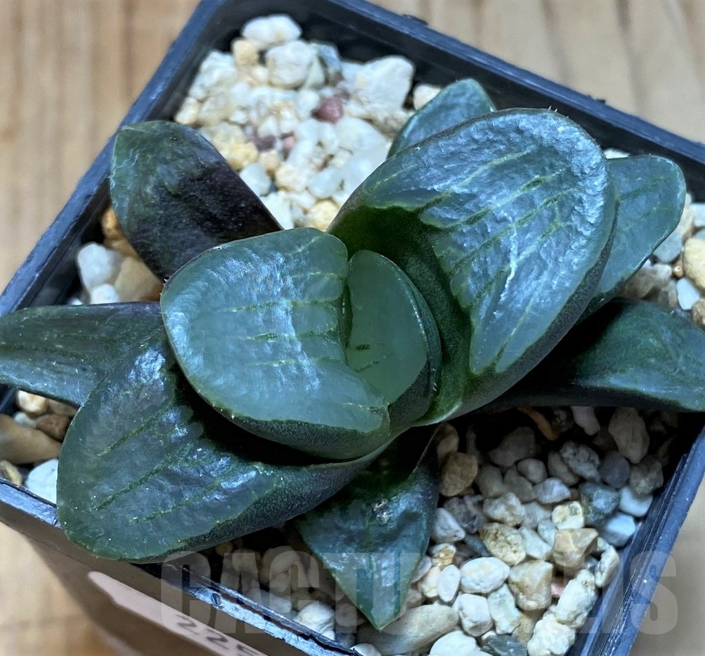 SH22565 Haworthia mutica hybrid