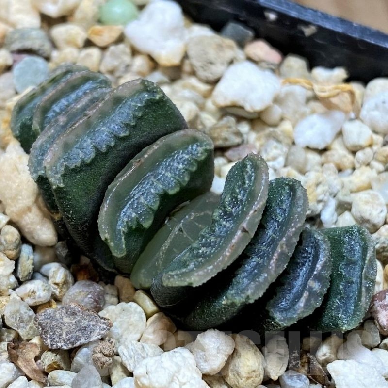 SH22566 Haworthia truncata x splendens