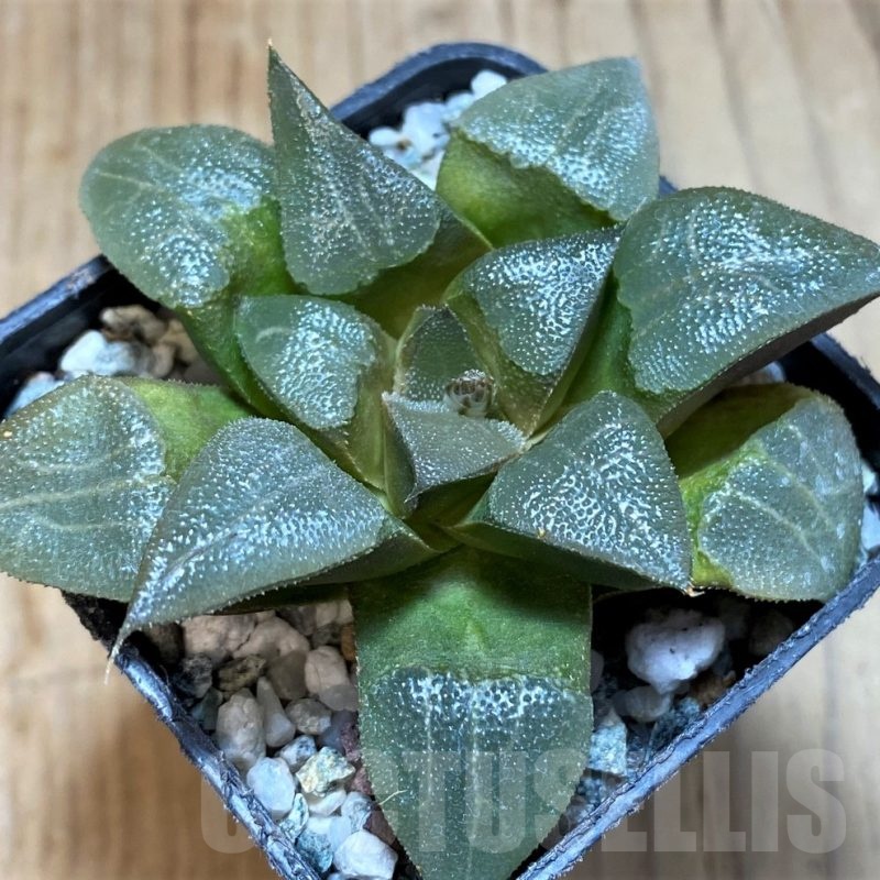 SH22567 Haworthia bayeri -Japan-