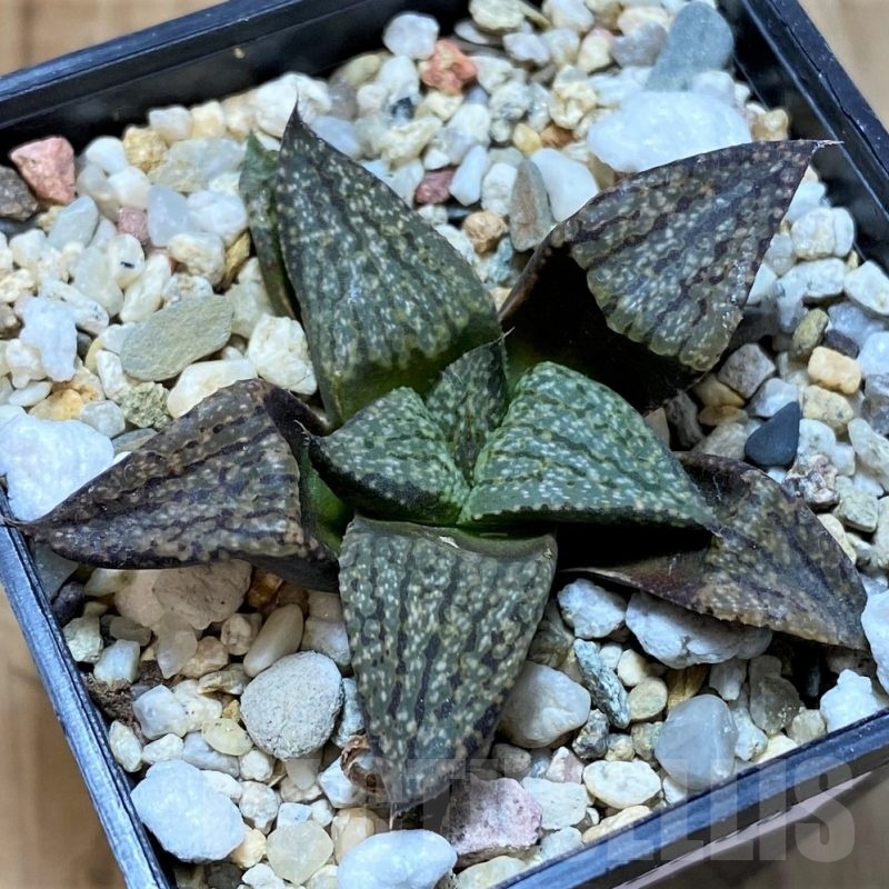 SH22568 Haworthia picta