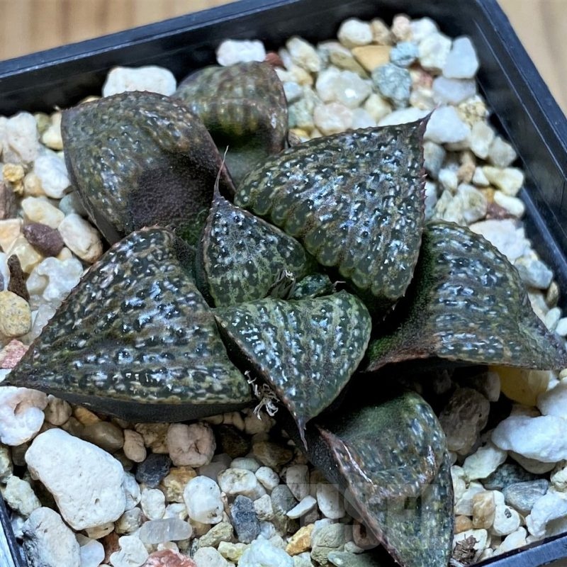 SH22569 Haworthia splendens